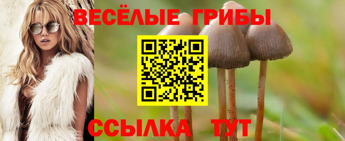 Великий Новгород  Галлюциногенные грибы прущие грибы  Вход с VPN 